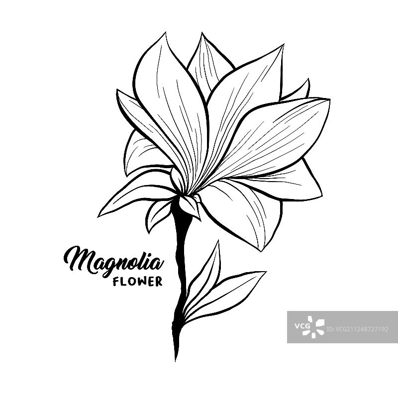 手绘玉兰花图片素材