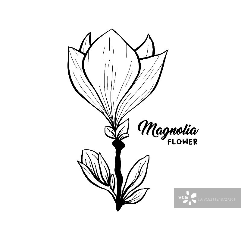 手绘玉兰花图片素材