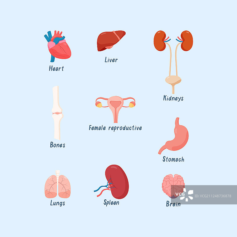 人体器官：心、肾、肝、肺图片素材