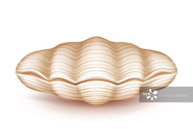 闭合的软体动物贝壳3D写实图标图片素材