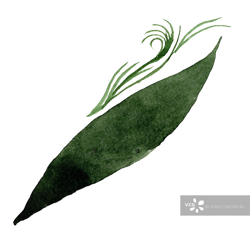 绿色兰花叶植物花卉。水彩背景插图集。孤立的叶子插图元素。图片素材