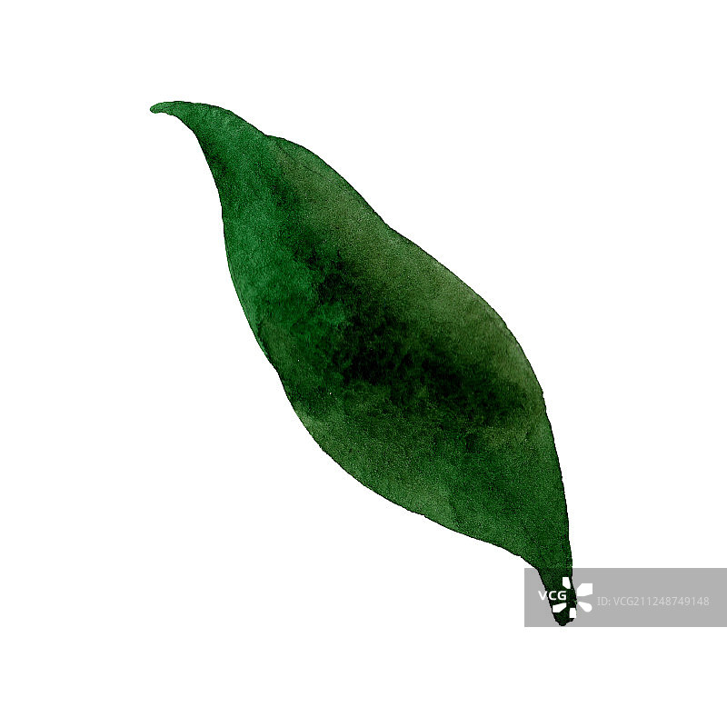 绿色兰花叶植物花卉。水彩背景插图集。孤立的叶子插图元素。图片素材
