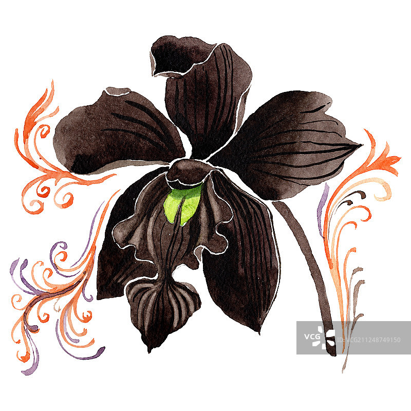 黑色兰花植物水彩插画图片素材