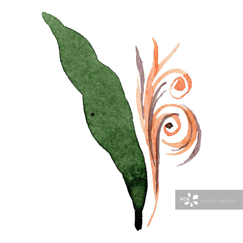 绿色兰花叶植物花卉。水彩背景插图集。孤立的叶子插图元素。图片素材