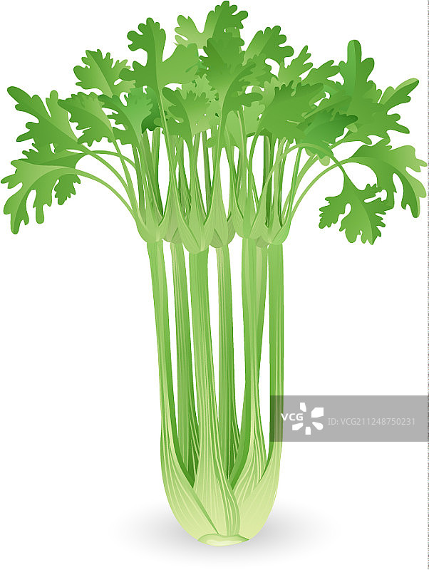 一束芹菜图片素材