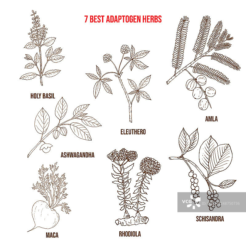 最佳适应原草药图片素材