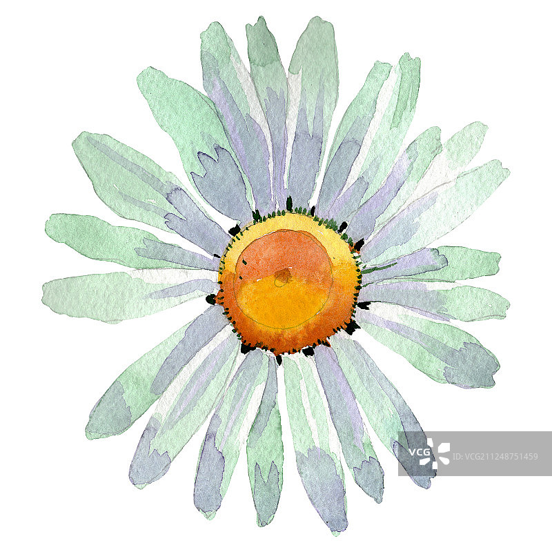白色雏菊花卉植物花朵水彩背景插图，独立的雏菊元素图片素材