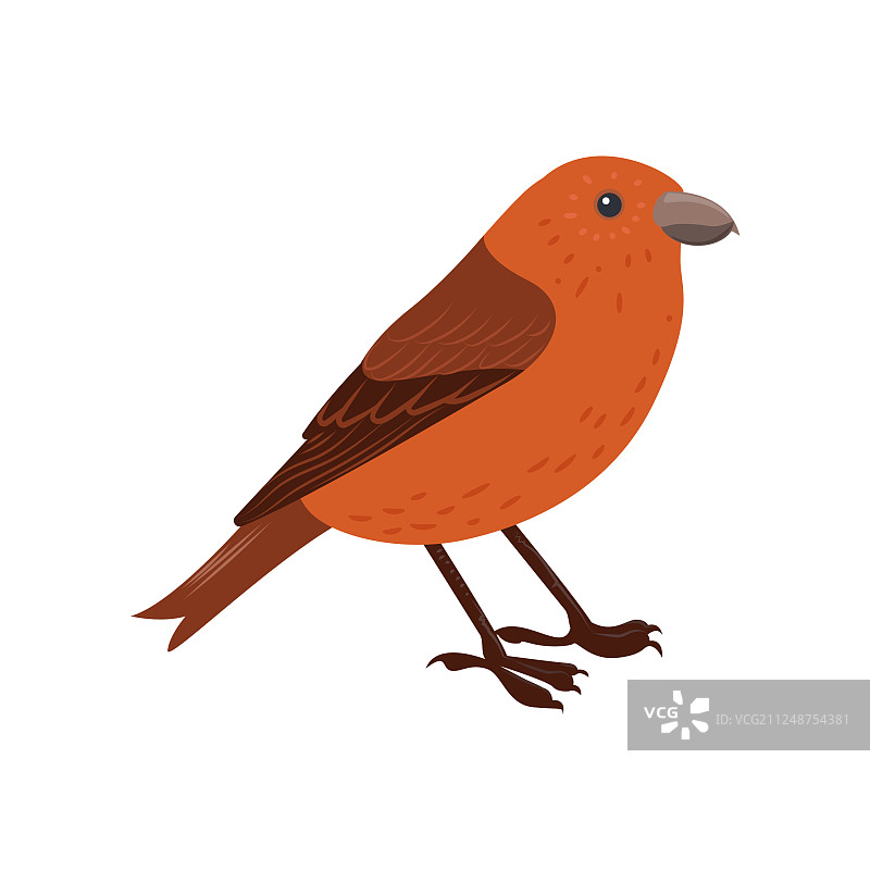 白色背景上美丽的多彩鸟图片素材