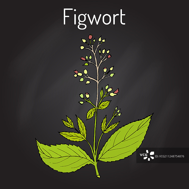 玄参：药用植物和蜜源植物图片素材