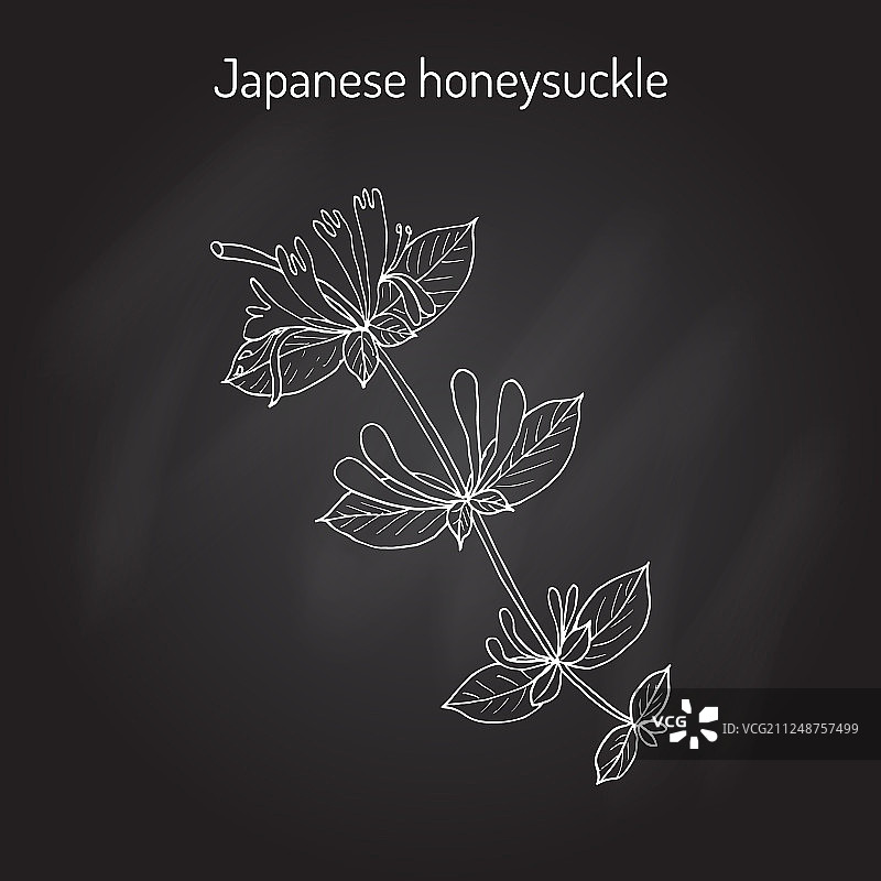 金银花药用植物图片素材