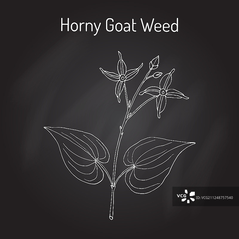 淫羊藿药材图片素材