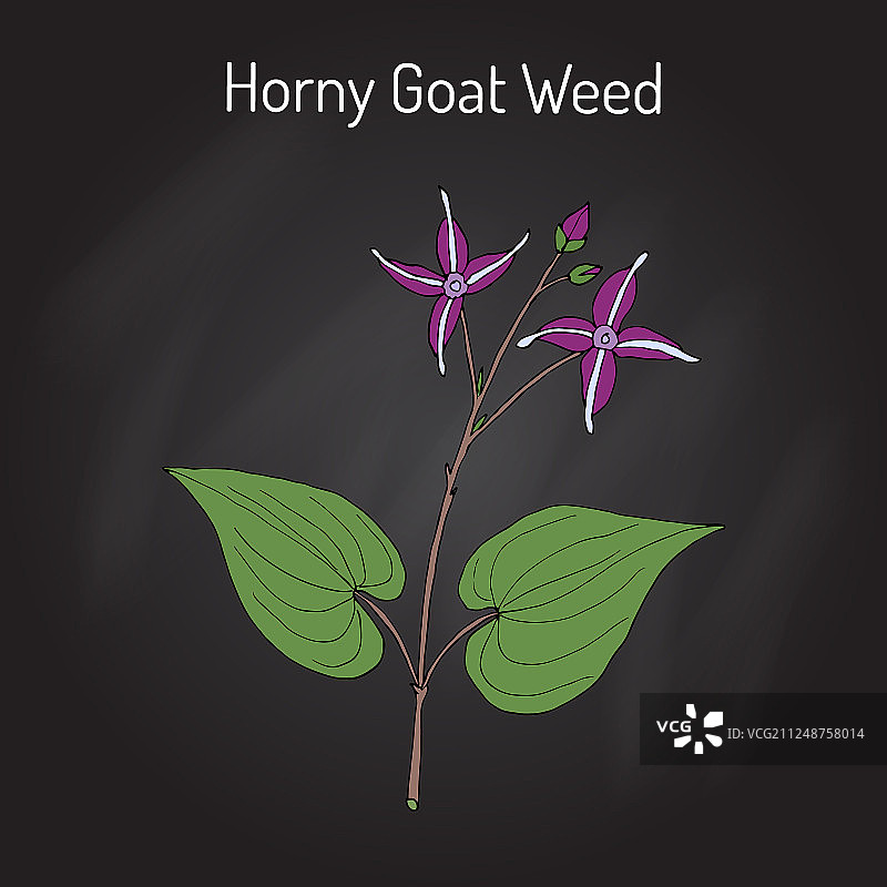 淫羊藿药材图片素材