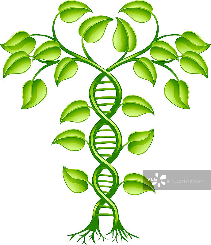 DNA植物概念图片素材