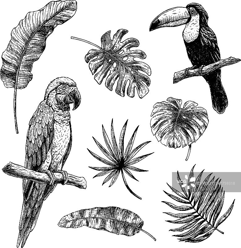 热带树叶与鸟类图案绘画套装图片素材