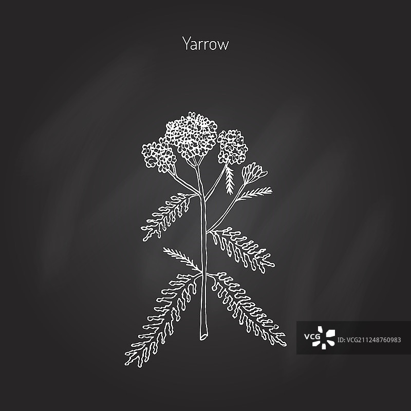 蓍草或药用植物图片素材