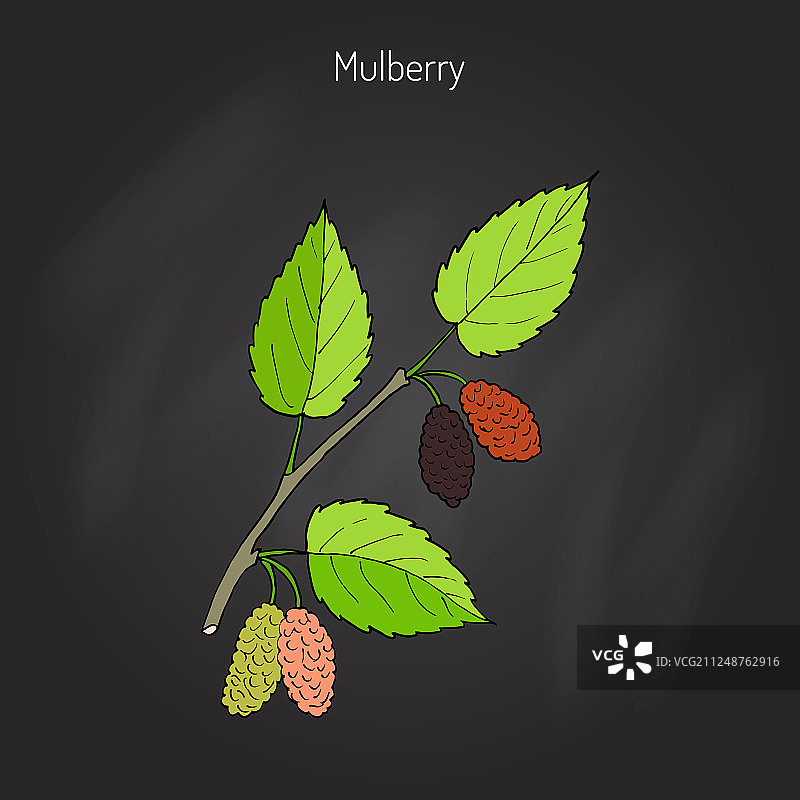 黑桑葚图片素材