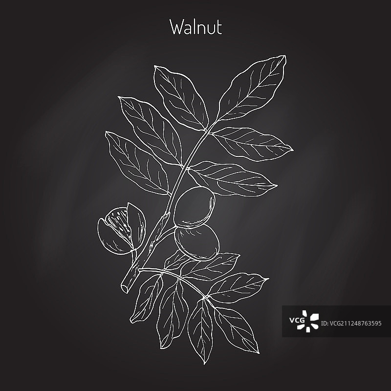 胡桃楸树枝图片素材