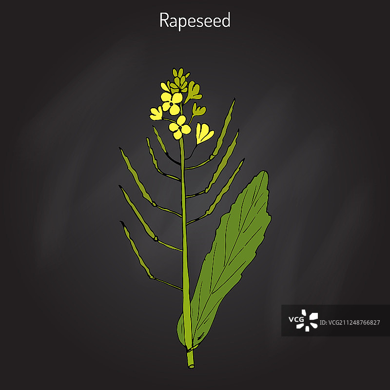 油菜图片素材