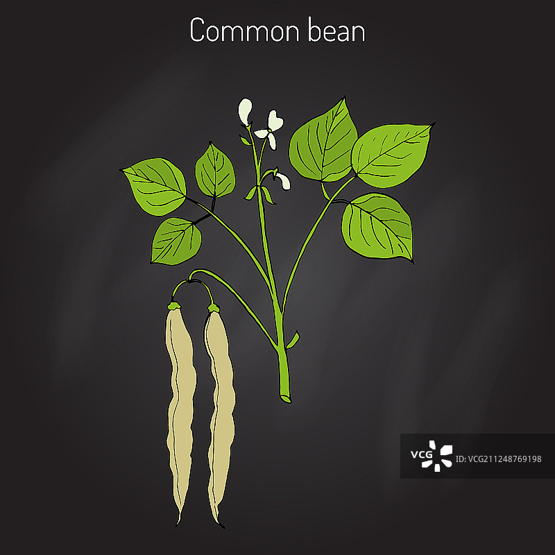 普通菜豆图片素材
