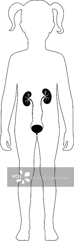 孤立的肾脏图片素材