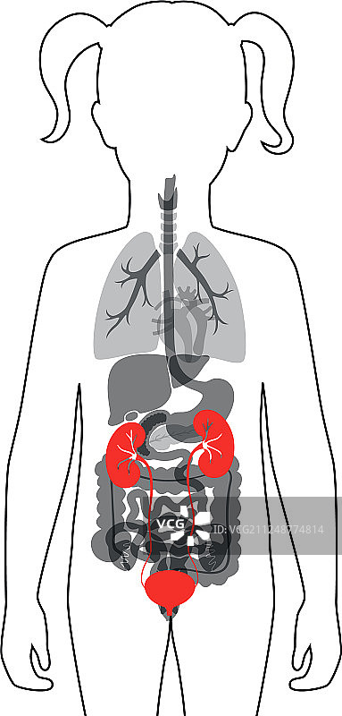 孤立的肾脏图片素材