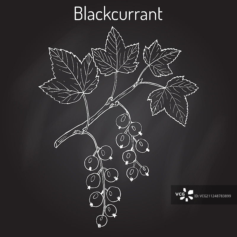 黑醋栗图片素材