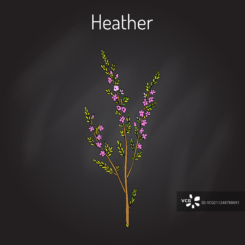 带叶子的石楠花枝图片素材