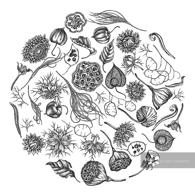 黑白圆形花卉设计图片素材