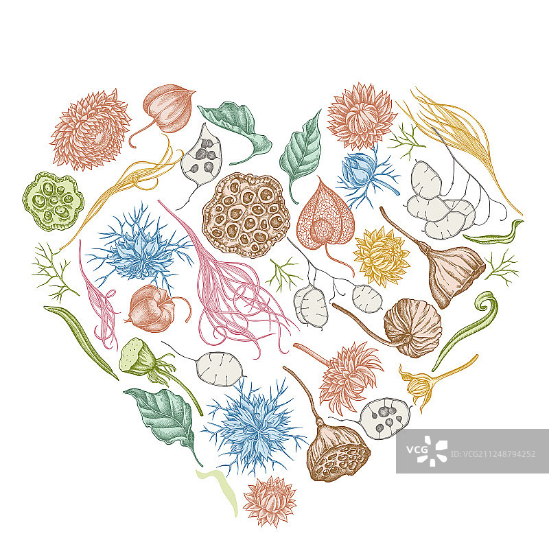 粉色黑色香菜心形花卉设计图片素材