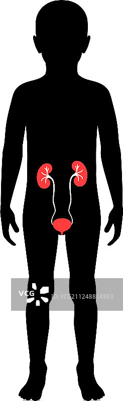 孤立的肾脏图片素材