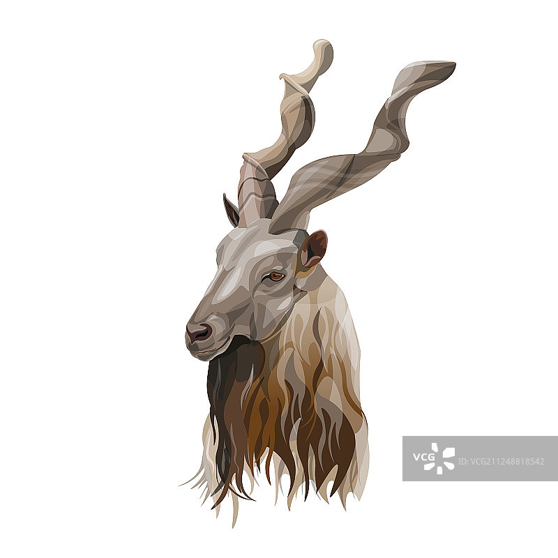 马克霍尔头像图片素材