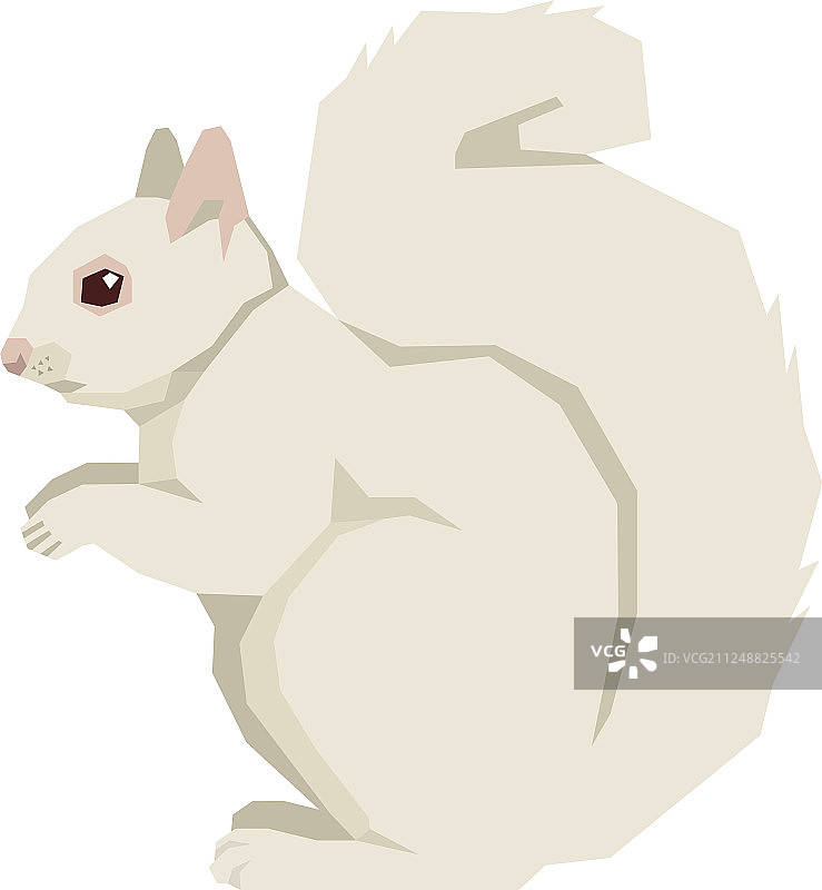 野生动物白色松鼠图片素材