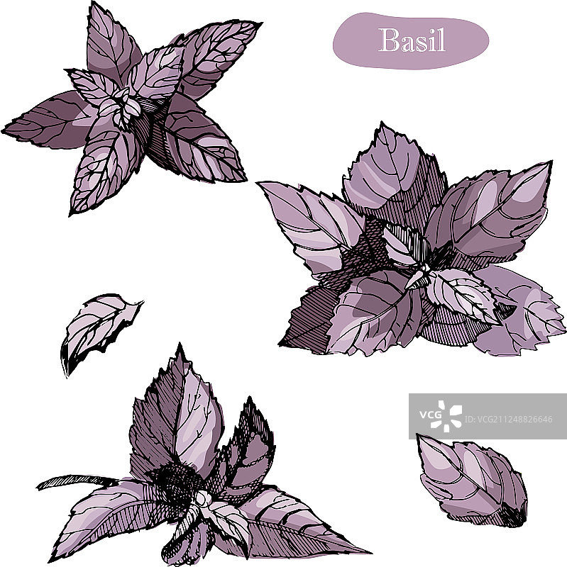 罗勒手绘草图图片素材