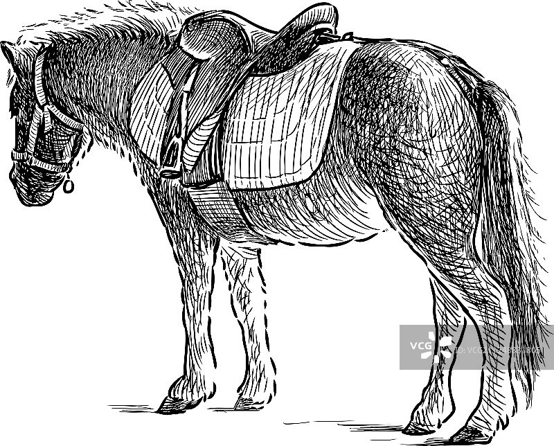 骑马小马图片素材