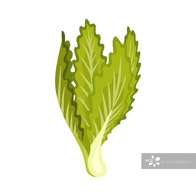 绿色新鲜蔬菜沙拉和有机草本图片素材