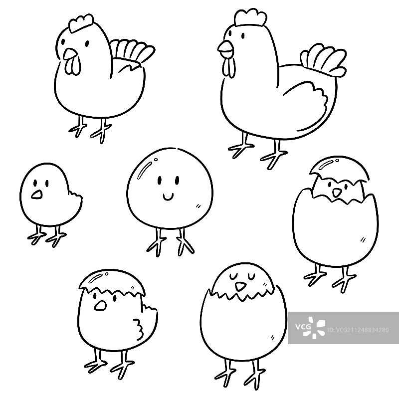 鸡和鸡蛋合集图片素材