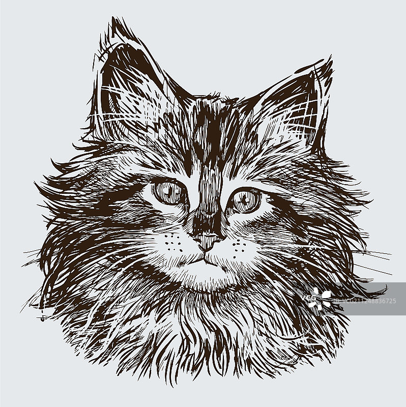 小猫头部素描图片素材