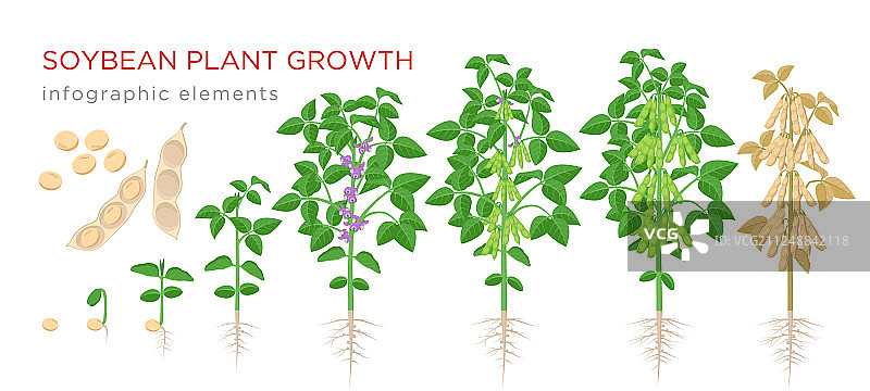 大豆植物生长阶段信息图表要素图片素材