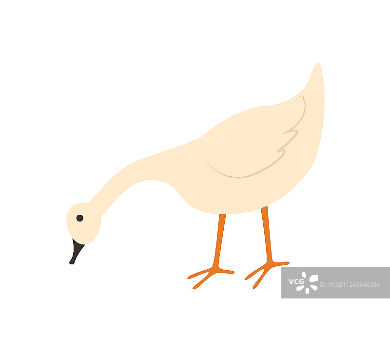 鹅吃食物家禽家畜图片素材