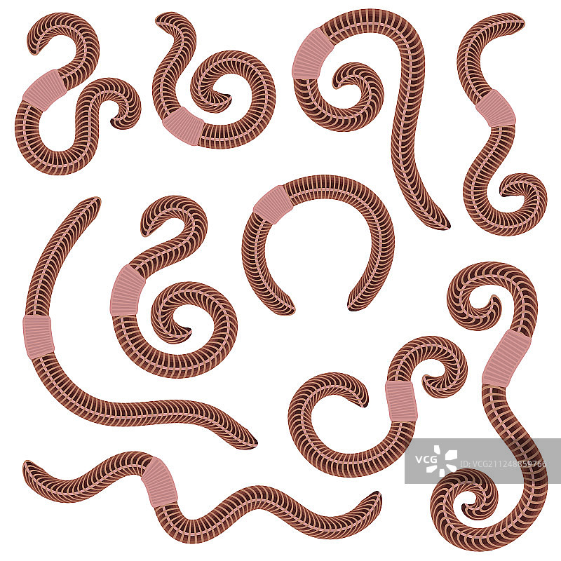 钓鱼用蚯蚓图片素材