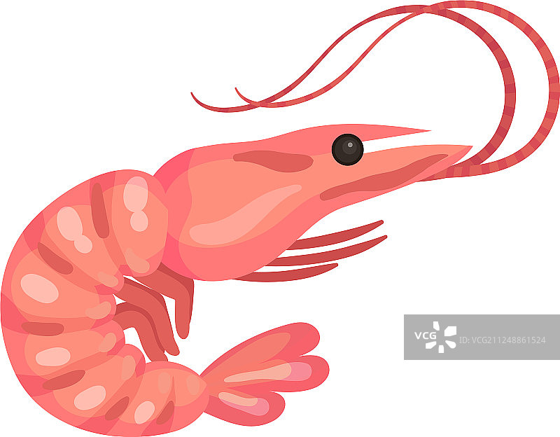 白色背景上的水煮虾图片素材