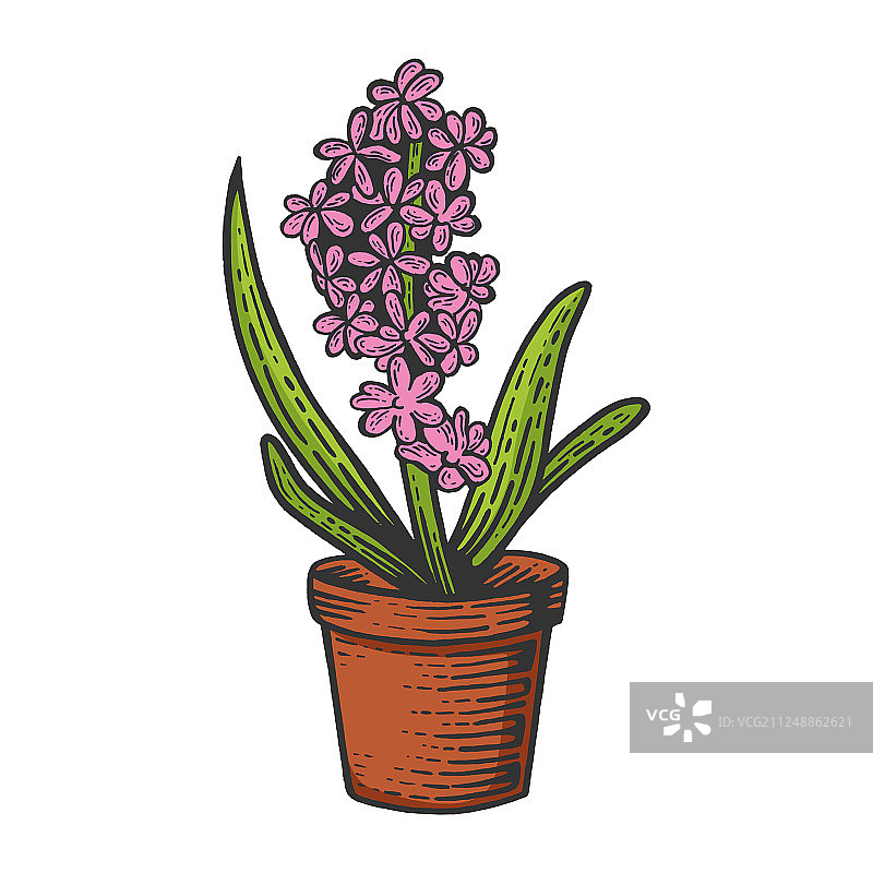 风信子花卉彩色素描雕刻图片素材