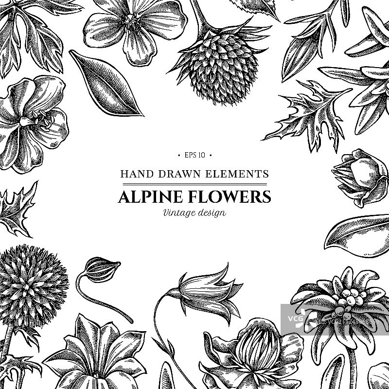 带黑白风铃草的鲜花设计图片素材