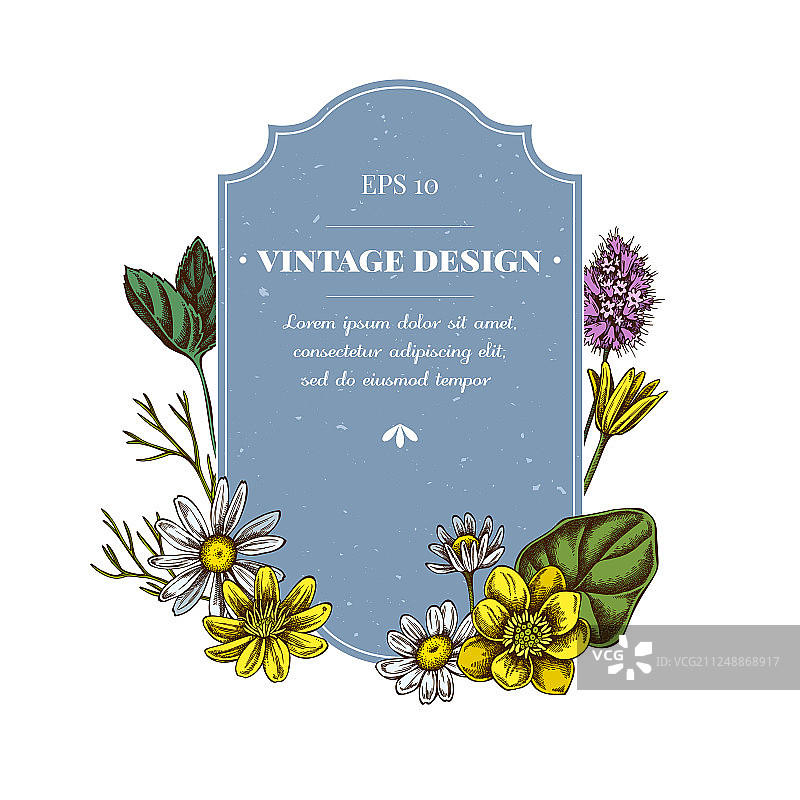 彩色白屈菜甘菊徽章设计图片素材