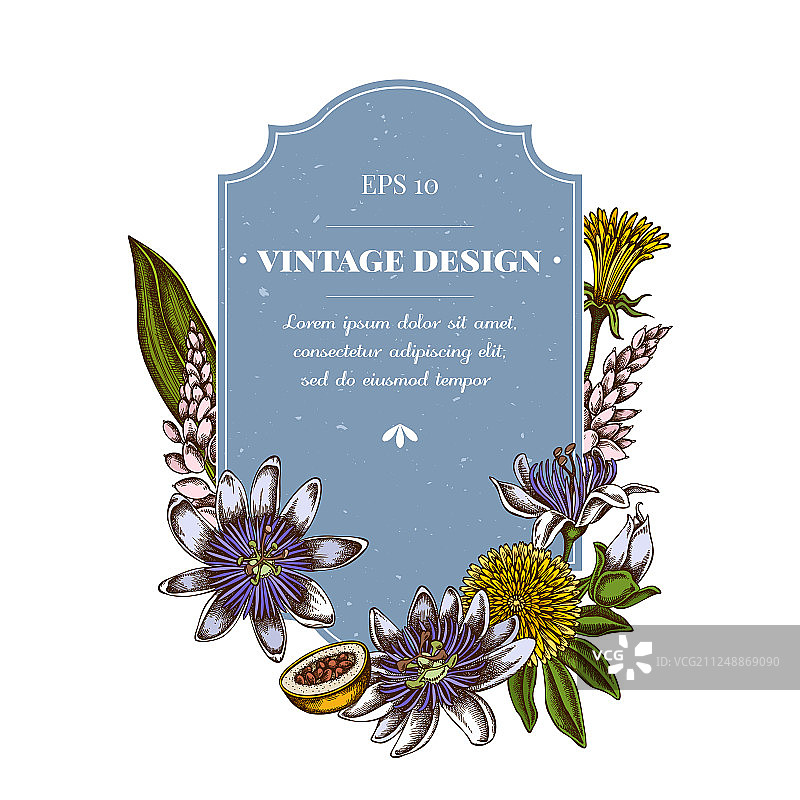 彩色蒲公英姜徽章设计图片素材