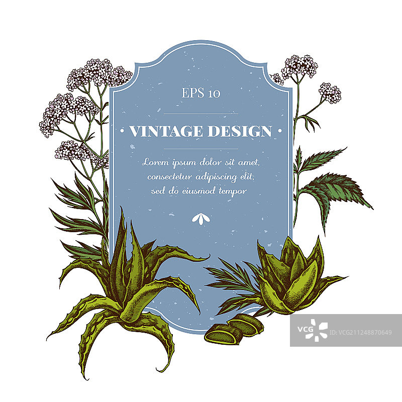 彩色芦荟荨麻缬草徽章设计图片素材