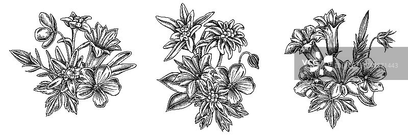 黑白雪绒花花束图片素材