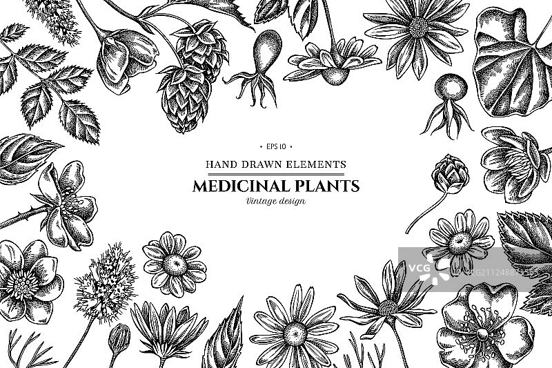 黑白白屈菜花卉设计图片素材