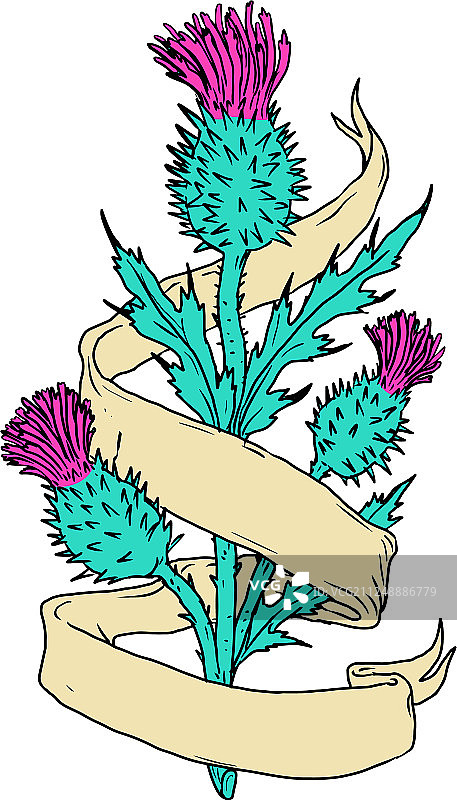 带彩带的苏格兰蓟彩色画图片素材