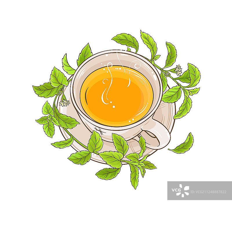 甜叶菊茶图片素材